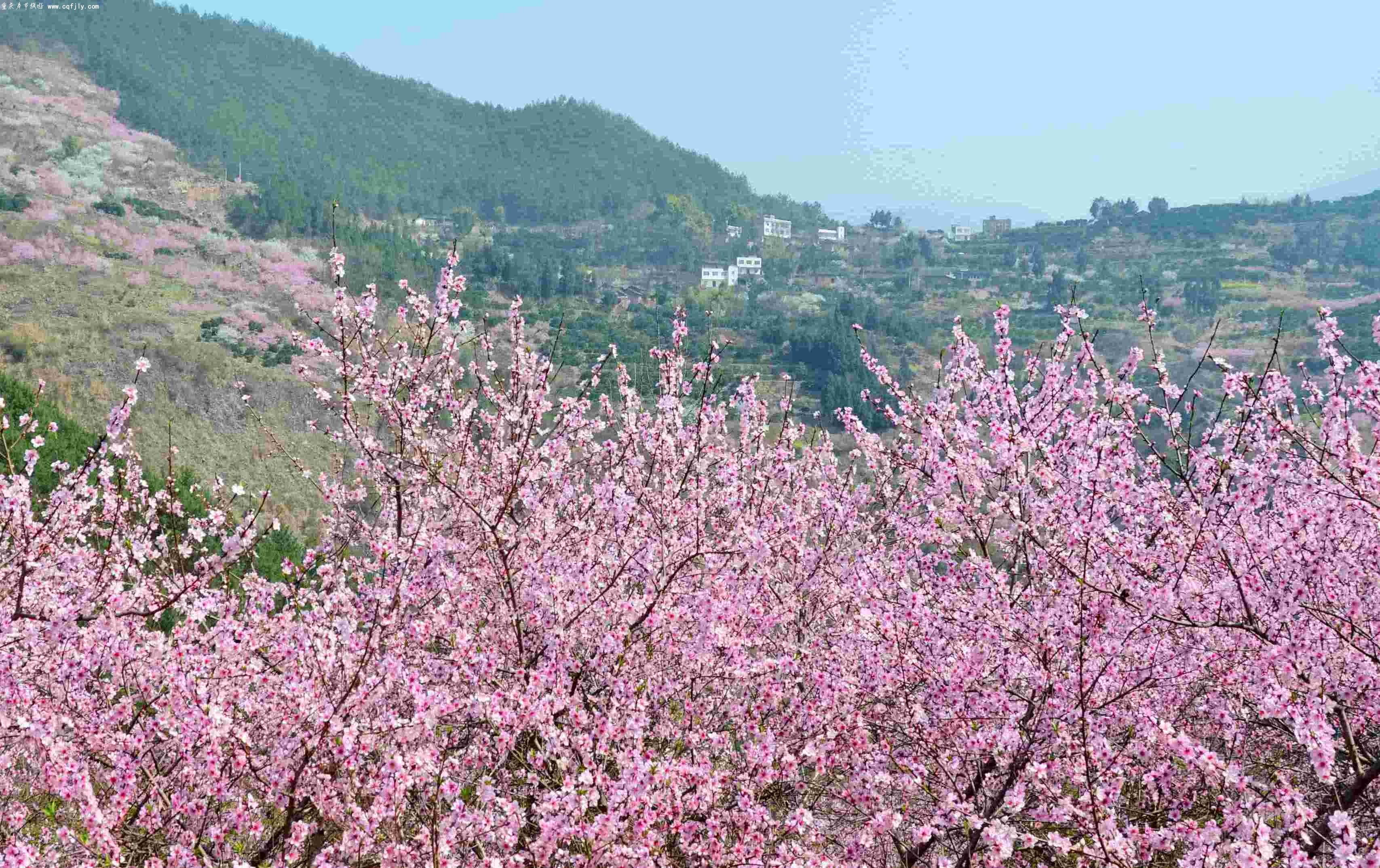 桃花密林